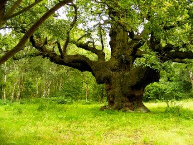 Major Oak, Sherwood Forest. Photograph by John W. Schulze
