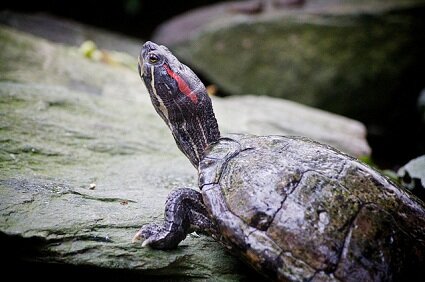 Turtle at Tropical World, Leeds. Photography by Simon Wiffen via Flickr.com