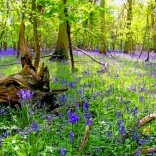 Bluebell woods - VisitWoods